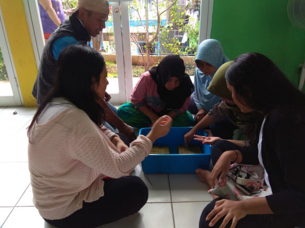 menyemai benih Pokcoy di Media Rockwoll