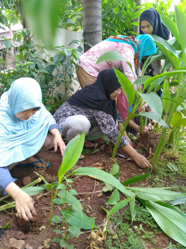 panen Tanaman Toga temu lawak, jahe merah, kunyit, dan cabe 