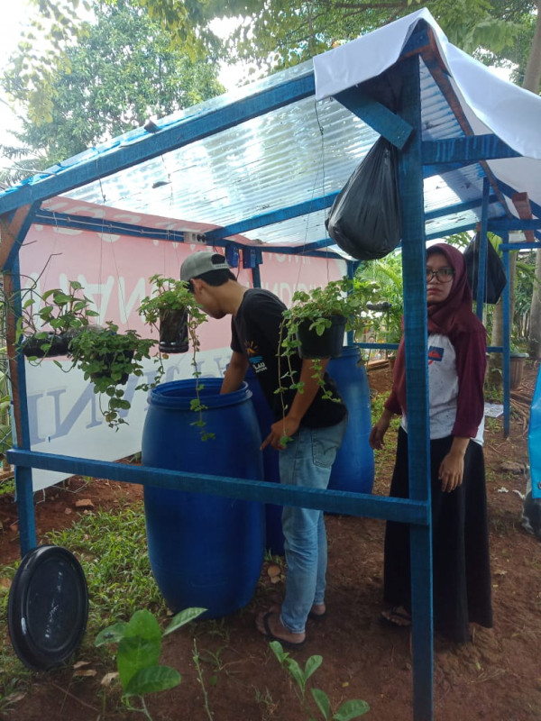 Budi daya lele Organik