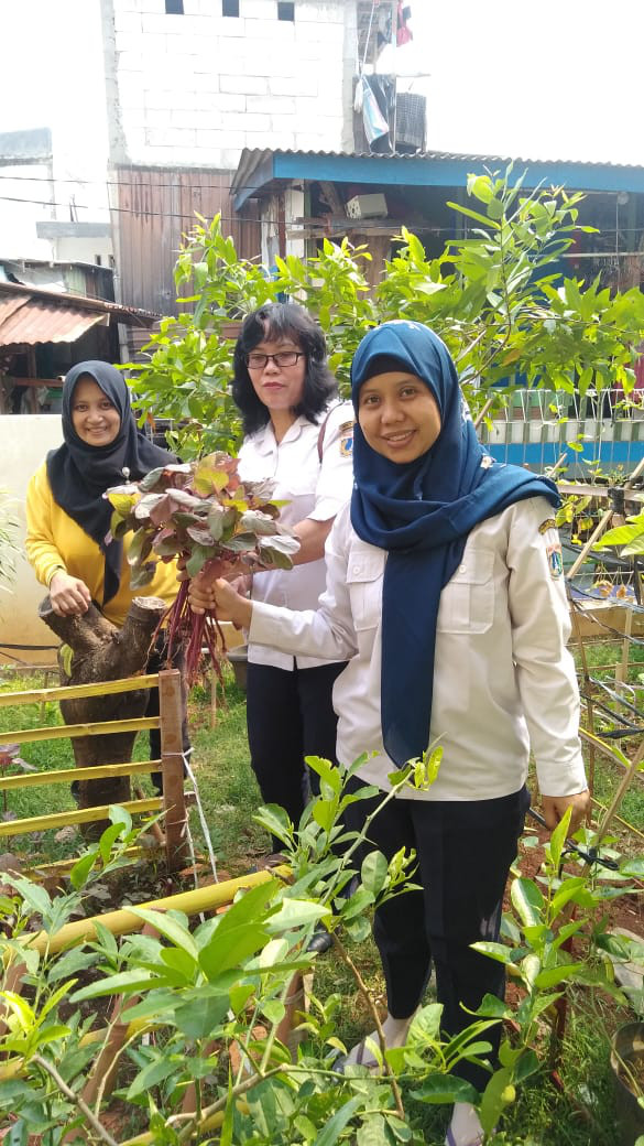 Panen Kangkung dan Bayam Merah