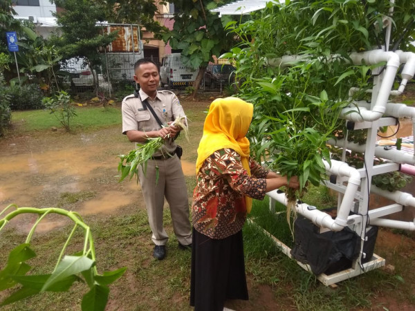 Memanen Kangkung 