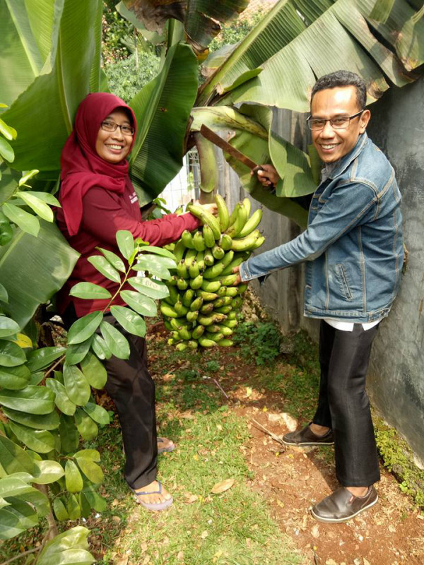 Panen pisang