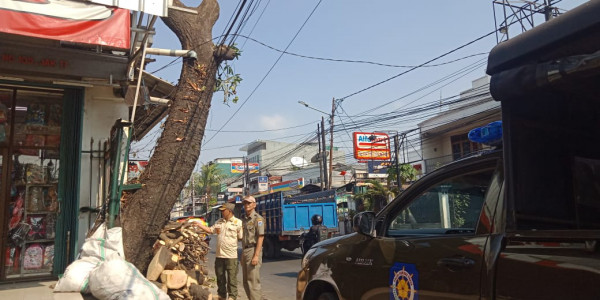 PENERTIBAN POHON TUMBANG DI JALAN UTAN KAYU RAYA