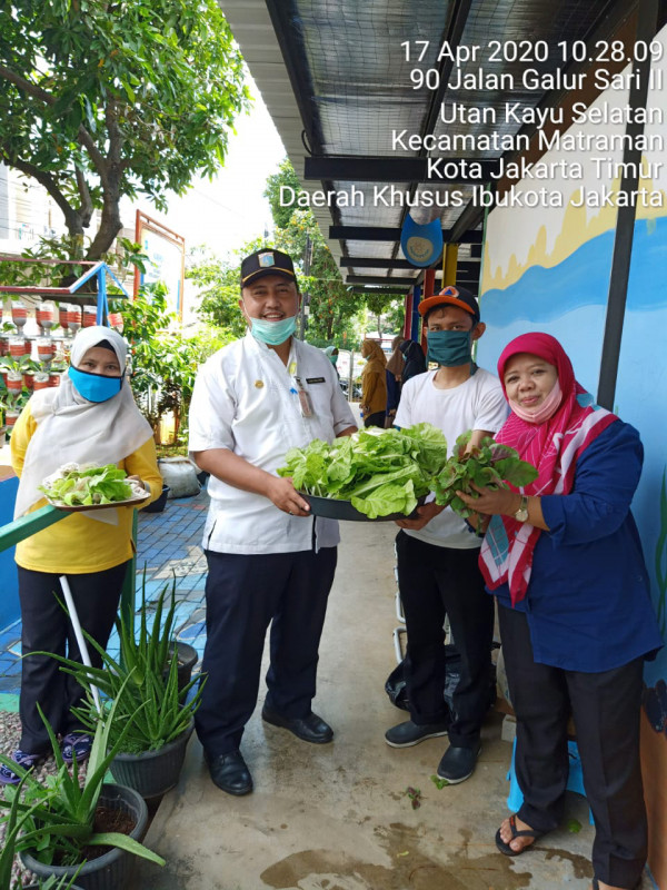 Panen Hidroponik (Sawi) Di Rptra Utakase Berseri