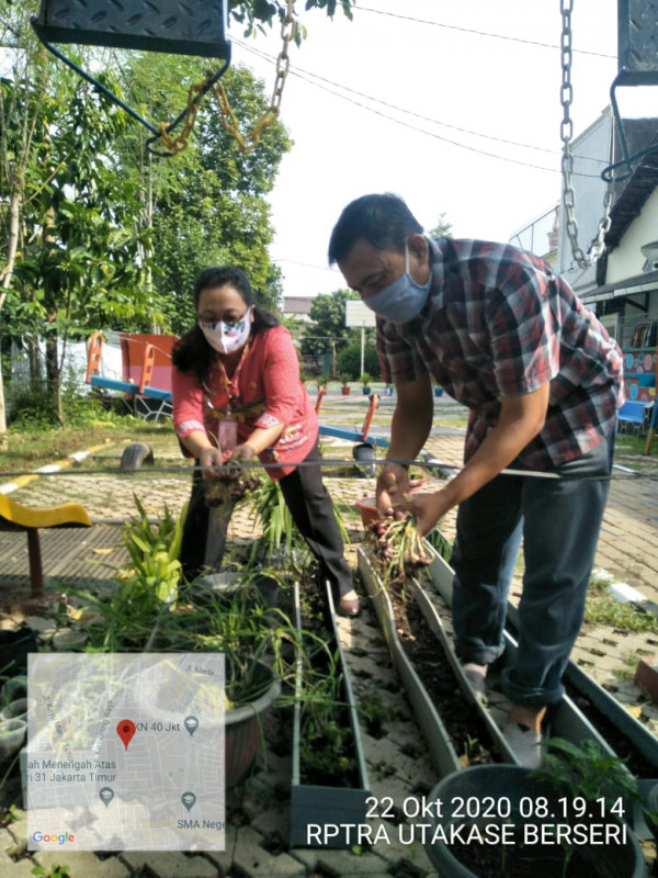 Panen Bawang Merah di Rptra Utakase Berseri