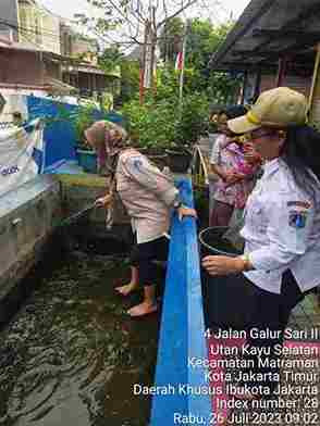 Panen Ikan Lele di Rptra Utakase