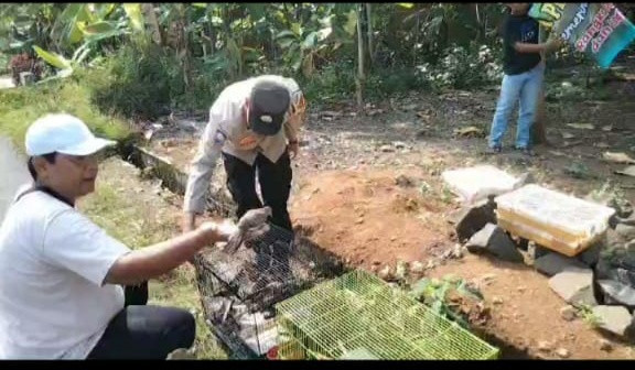 Kegiatan Pelepasan Burung Ke Alam Bebas Dalam Rangka Pelestarian Lingkungan Hidup Dan Pemeliharaan Ekosistem