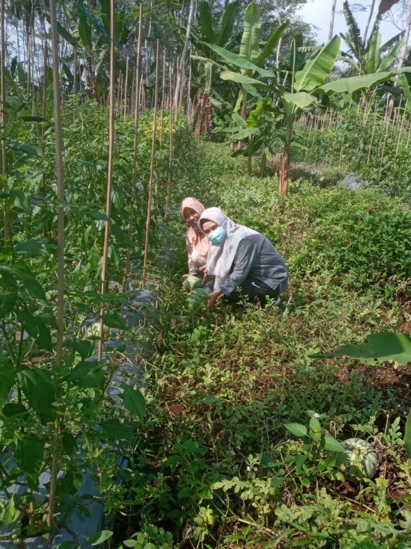 Panen hasil tanaman KWT di kampung kb rawawindu