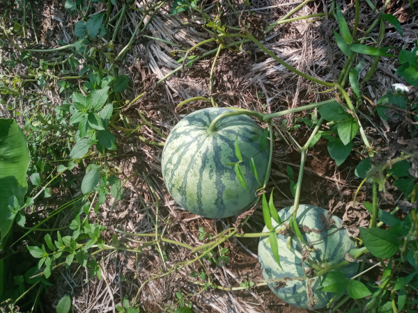 Panen hasil tanaman KWT di kampung kb rawawindu