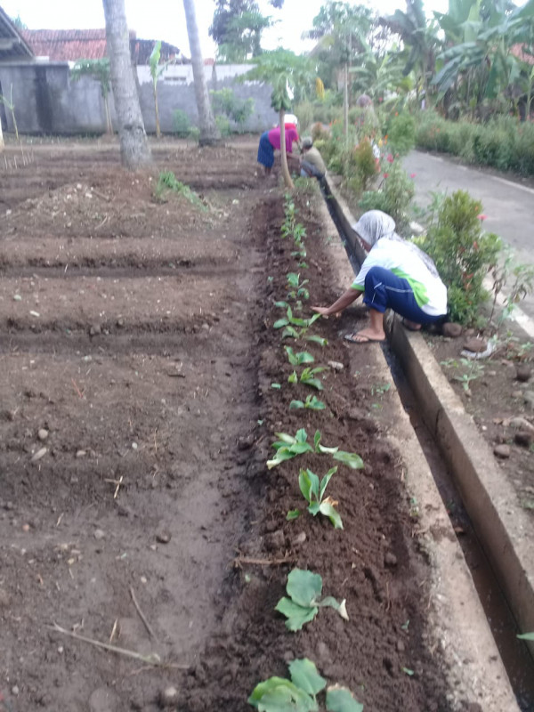 menanam di kebun