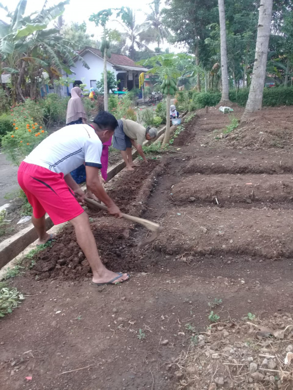 pemanfaatan pekarangan untuk toga