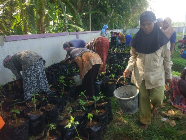 Gerakan menanam benih cabe bersama di kebun KWT