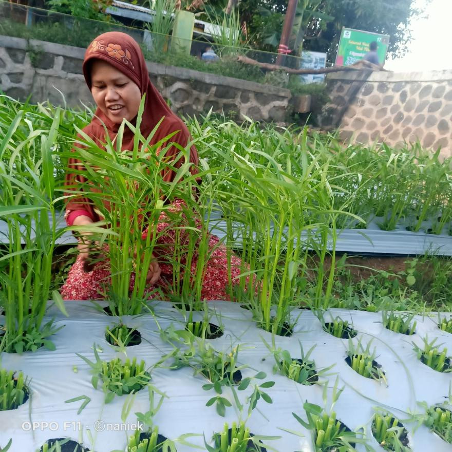 KWT Kartini Wonorejokulon Ajak Masyarakat Manfaatkan Pekarangan untuk Berkebun