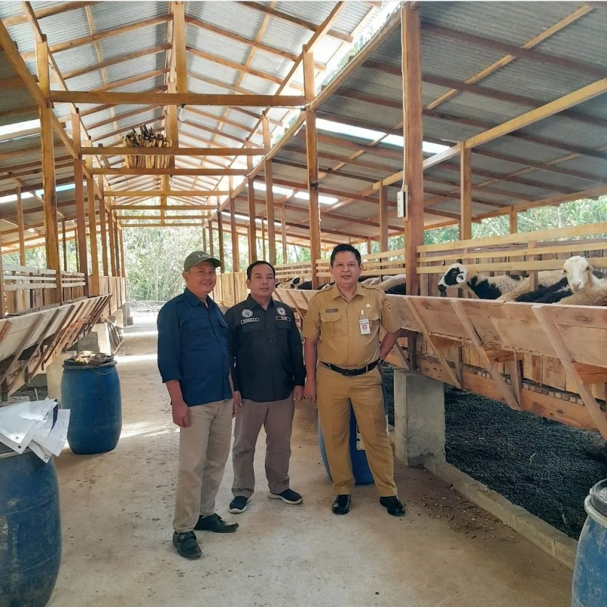 105 Ekor Domba Masuk ke Kandang Kedua Arjuna Farm Mulai Beroperasi