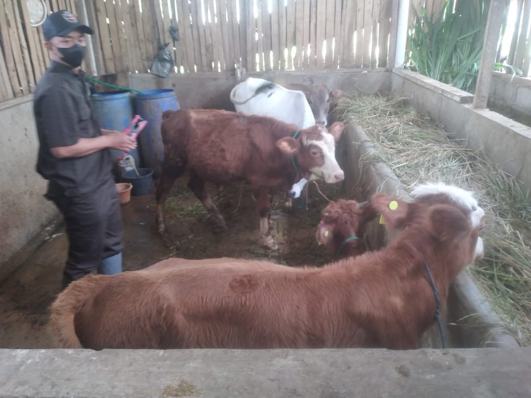 Pengendalian vektor dan binatang pembawa penyakit PMK pada sapi