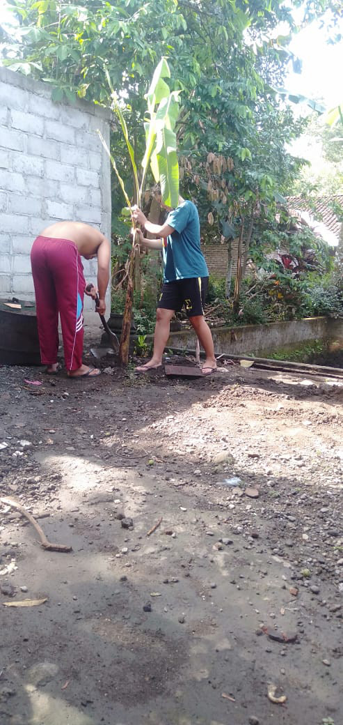 penanaman pohon pisang