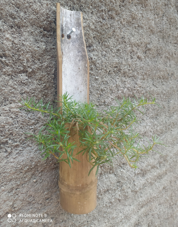 Pot bambu ditempel di dinding