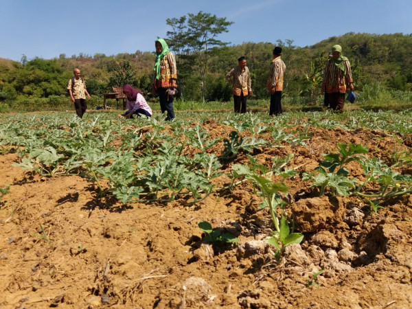 Pengadaan Budidaya buah semangka