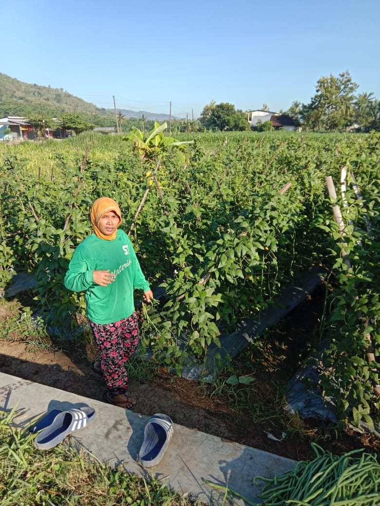 Panen kcang panjang warga kampung kb