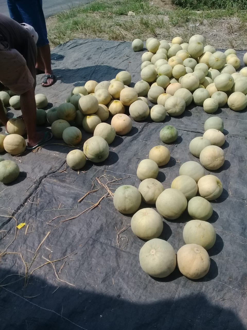 Panen melon oleh warga kampung kb