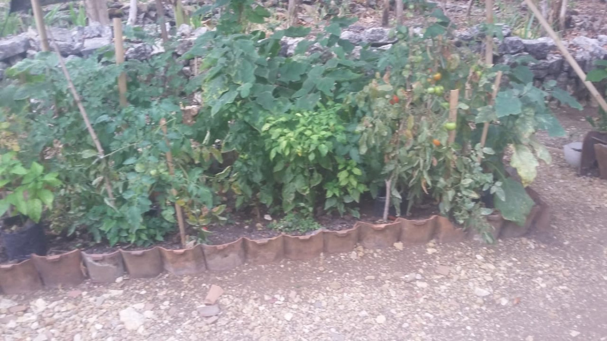 tanaman terong,cabe,tomat