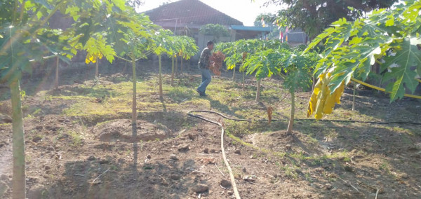 Kerja bakti merawat pohon pepaya