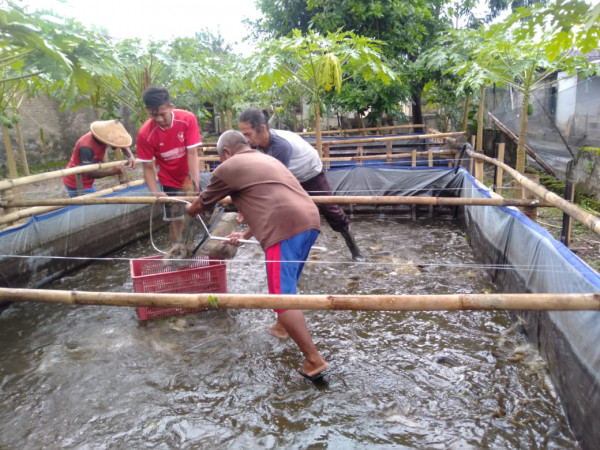 Panen Raya Ikan lele di kampung kb