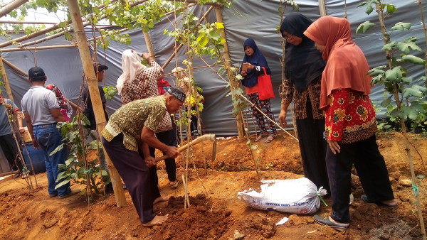 Mempelajari perawatan dan pemeliharaan anggur dari ahlinya