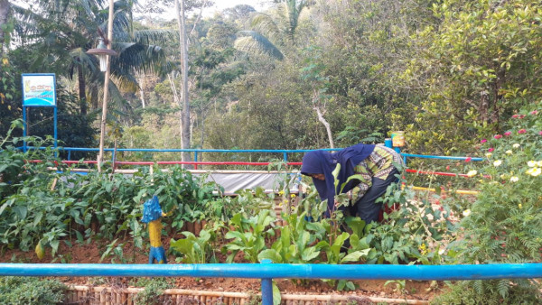 Panen Sayuran di Taman Dawis Kampung KB Sakura