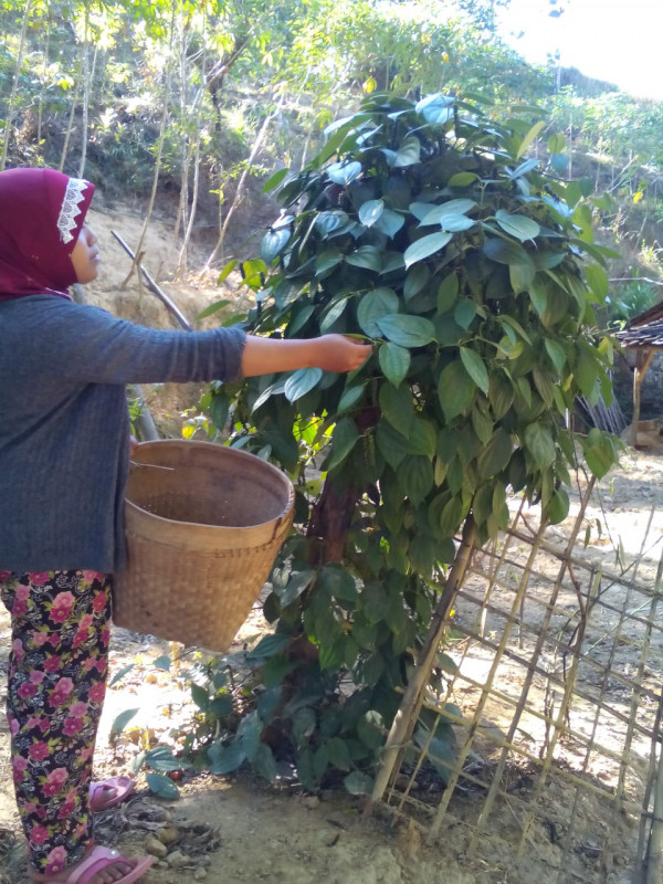Perawatan Tanaman Lada di Kampung KB Sakura