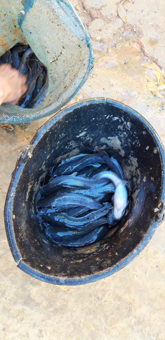 Panen Ikan Lele di Kampung KB Sakura