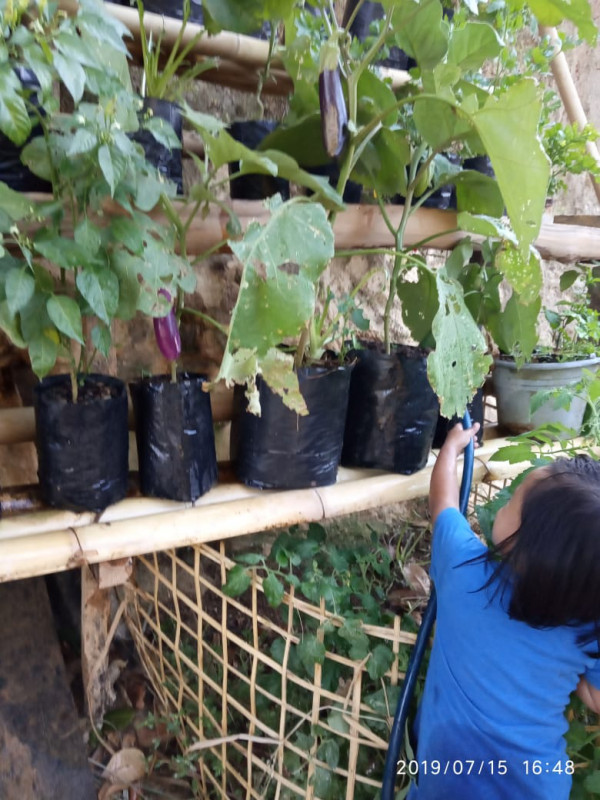 Pemeliharaan tanaman sayuran milik warga masyarakat Kampung KB Sakura