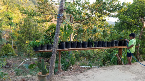 Pemeliharaan tanaman sayuran milik warga masyarakat Kampung KB Sakura