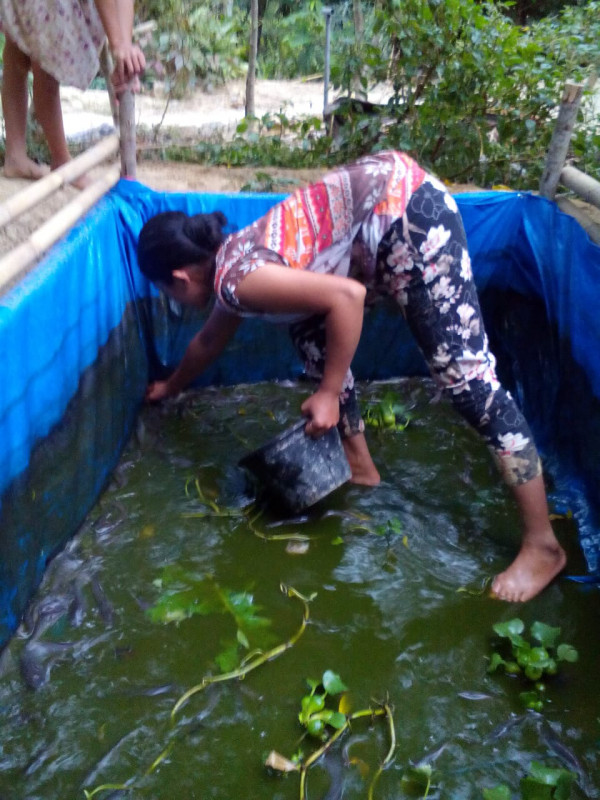 Penyortiran ikan lele milik warga di Kampung KB Sakura