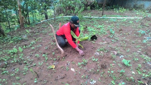 Penanaman Bibit Pisang Raja Bulu Kuning