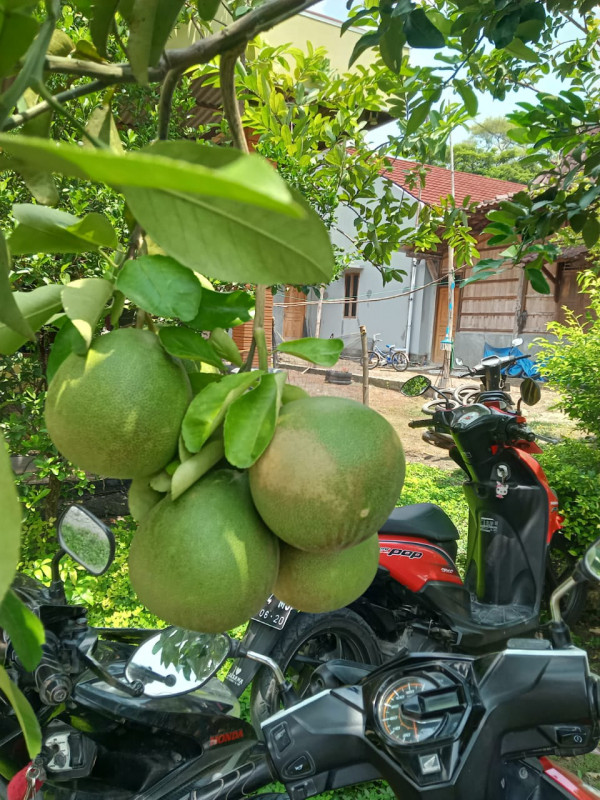 Produk unggulan buah Jeruk khas Desa Kluwan