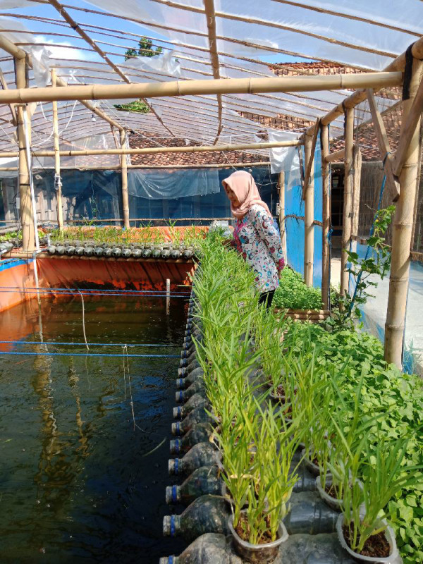 Pembudidayaan ikan lele dan sayuran Kampung KB GADE Desa Pojok