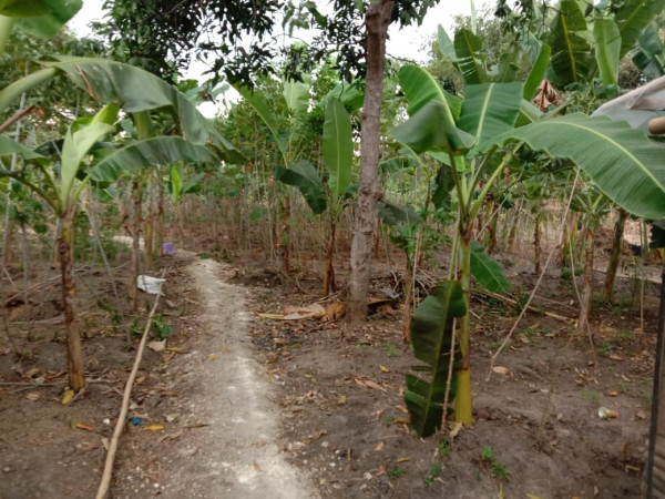 Sebagian warga menenam tanaman pisang untuk penambahan pendapatan warga