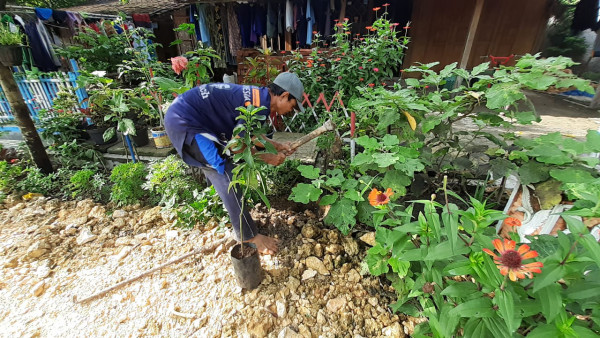 Proses menggali tanah untuk menanam pohon