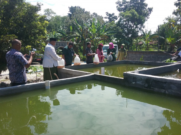 Penebaran Benih Ikan ke kolam 