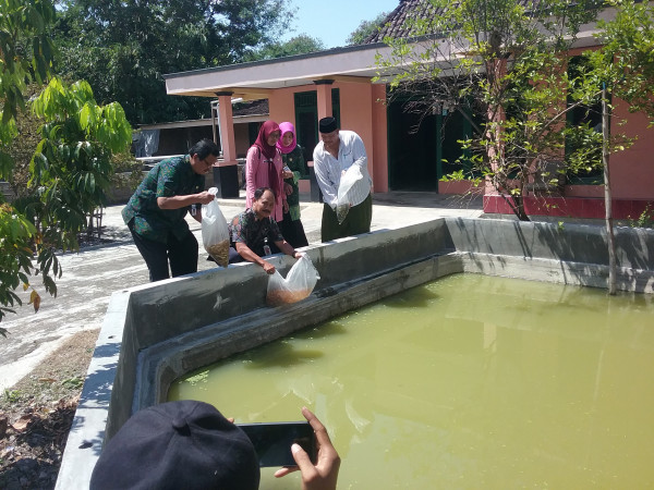 Penebaran Benih Ikan ke kolam