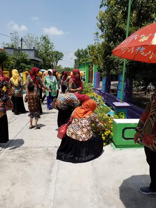 menyerbi bibit krokot