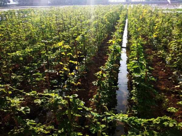 kelompok masyarakat petani siap tanam padi dimusim kemarau