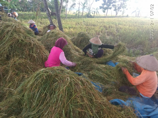 ibu ibu sangat semangat membantu para bapak panen