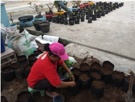 tanpa cangkulpun bisa di lahan halaman tak bertanah pun jadi togaku