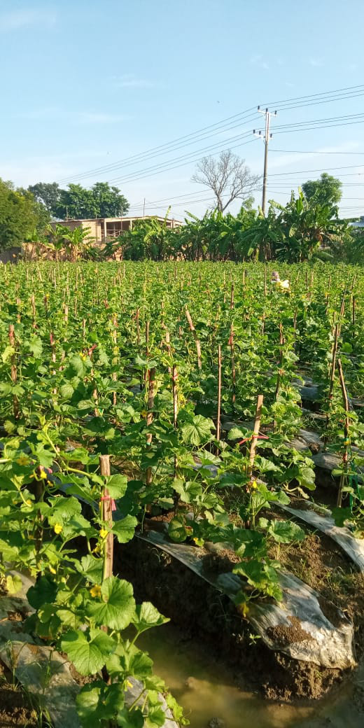 MELON PENTIL PAK TONI