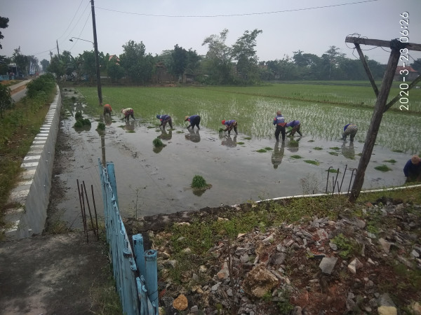 TANDUR TANAM SAMBIL MUNDUR GAK BISA MAJU LO YA