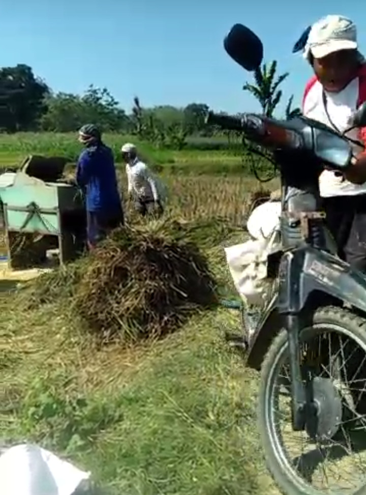 panen padi di kampung kb keluarga harapan