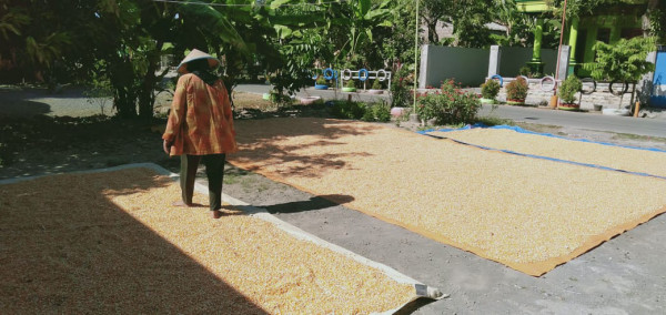 Hasil Panen Jagung yang merupakan Komoditi Hasil pertanian Desa Tamansari