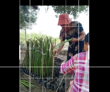 proses pembibitan mangrove